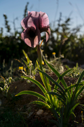 Al-Arz;Iris;Iris-Cedreti;Kaleidos;Kaleidos-images;Lebanon;Middle-East;Near-East;Proche-Orient;Tarek-Charara;Flowers;Endemic;Endangered-species;Endemic-species;Critically-endangered;Critically-endangered-species